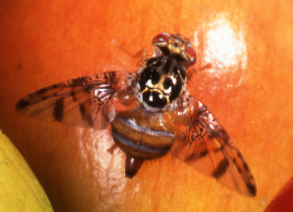 Image courtesy of USDA Agricultural Research Service / Photo by Scott Bauer.
